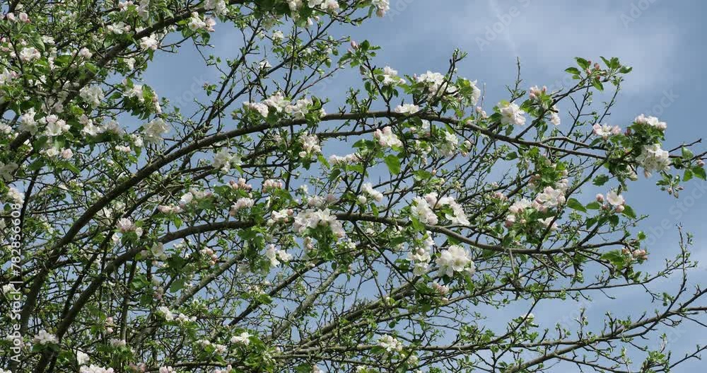 (Malus sylvestris) Arching brown branches of a wild apple tree bearing spectacular clusters of white flowers and red buds above opposite green leaves in a beautiful spring day
(Malus sylvestris) Arching brown branches of a wild apple tree bearing spectacular clusters of white flowers and red buds above opposite green leaves in a beautiful spring day