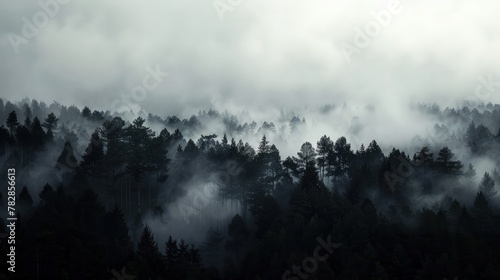 A dense forest enveloped in fog, with the dark silhouettes of trees creating a stark contrast against the white sky.