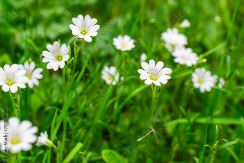 white chickweed flowers against a background of green leaves