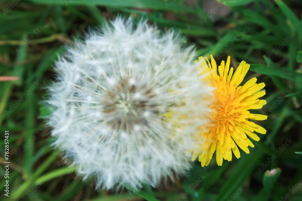 Taraxacum Dandelion flower petals color white red Taraxacum Dandelion flower petals color white red