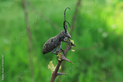 Lamia textor beetle insect shell antennae vision close up photo