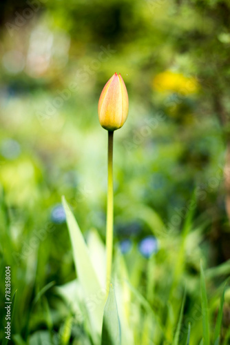 Tulipan w ogrodzie.
