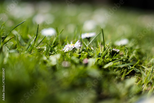 Stokrotki w trawniku. © Blaszko