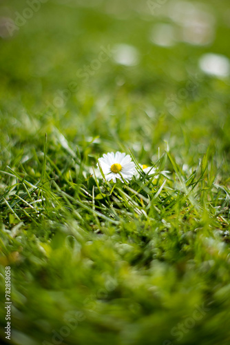 Stokrotka w trawniku © Blaszko