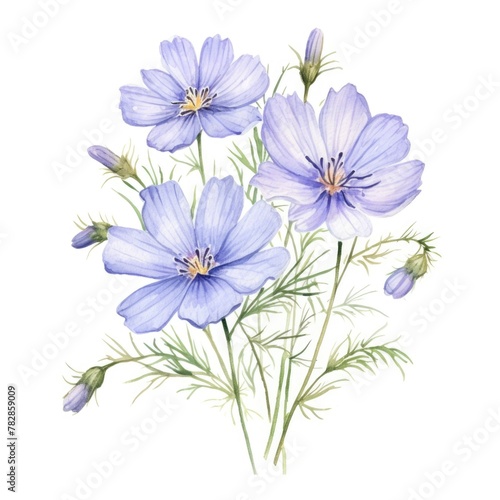 Nigella flower watercolor illustration. Floral blooming blossom painting on white background