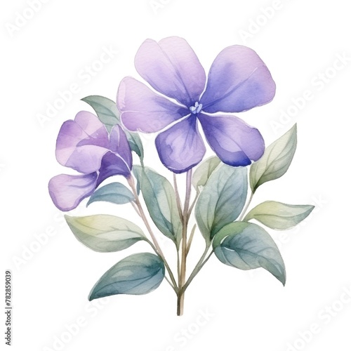 Vinca flower watercolor illustration. Floral blooming blossom painting on white background
