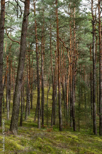 Kiefernwald auf einer Sandd  ne bei M  cka im Biosph  renreservat Oberlausitzer Heide- und Teichlandschaft 4