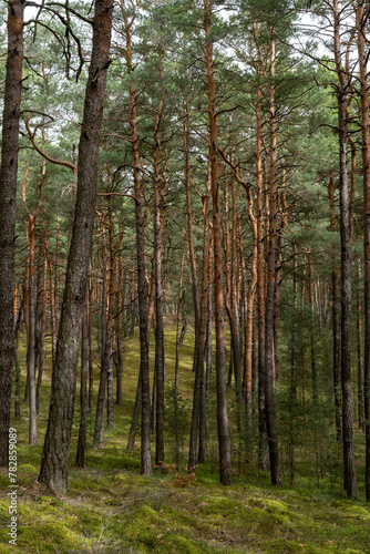 Kiefernwald auf einer Sandd  ne bei M  cka im Biosph  renreservat Oberlausitzer Heide- und Teichlandschaft 5