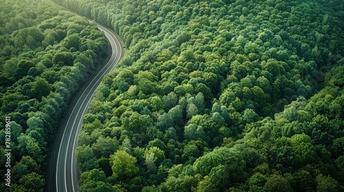 A high-altitude view of a forest with a rich tapestry of greenery, bisected by a curved highway, portraying the forest's critical role .