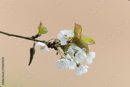 Cherry blossom in early spring