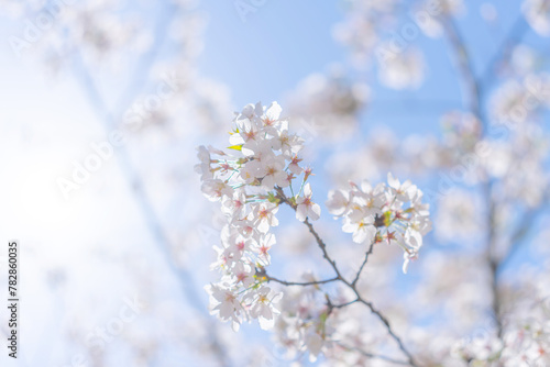 桜 © naka