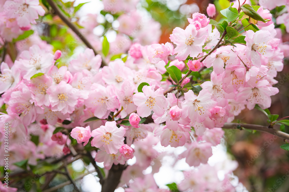 春に咲く花　ハナカイドウ