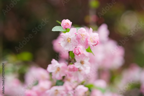 春に咲く花 ハナカイドウ