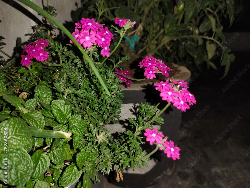 Pink flowers at night using flashlight ,selective focus