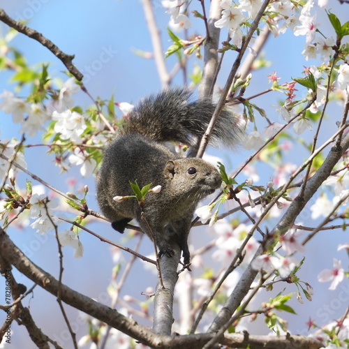 squirrel on a cherry flower