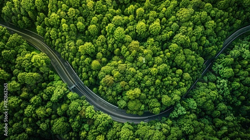 A stunning top-down view of a richly green forest, with a highway snaking through it, showcasing the forest's vital function in absorbing atmospheric CO2. © muhammad