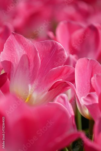 チューリップ　tulip © Shasinbiyori