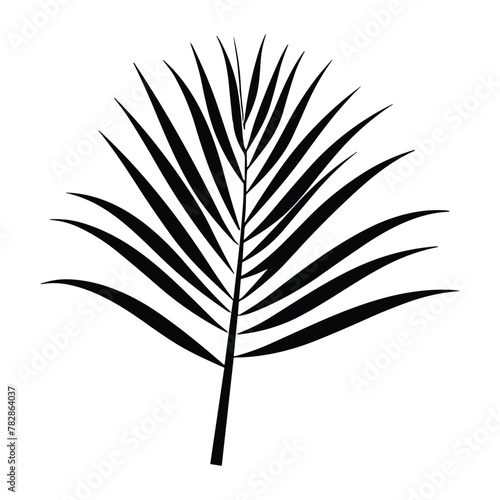 Palm banana leaf silhouette vector.