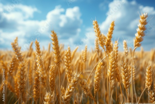 Close-up of ripe wheat ears  highlighting the textures and details of the grains.