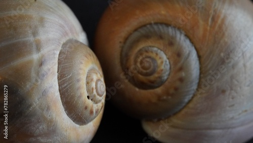 A small, slow-moving creature with a spiral shell, the snail navigates its world with methodical patience.