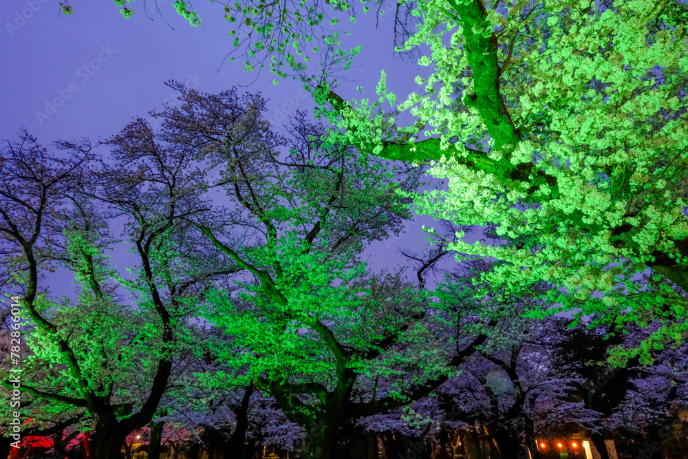 Fototapeta premium 夜陰を彩る小金井公園の夜桜ライトアップ