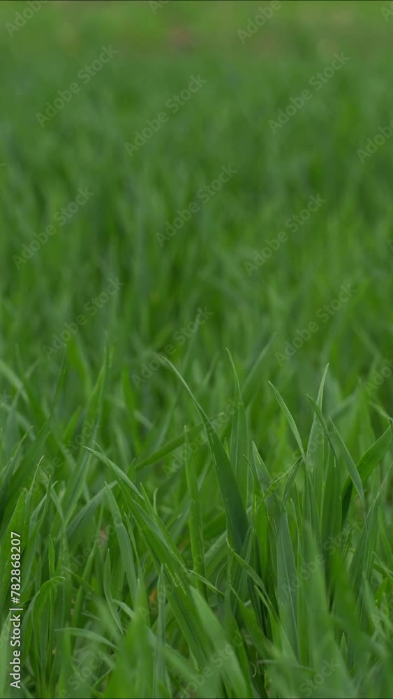 Lush tall green grass swaying gracefully in the wind on sunny day, creating mesmerizing wave-like motion. Beauty of untouched wilderness and summer breeze. Lush tall green grass swaying gracefully in the wind on sunny day, creating mesmerizing wave-like motion. Beauty of untouched wilderness and summer breeze.