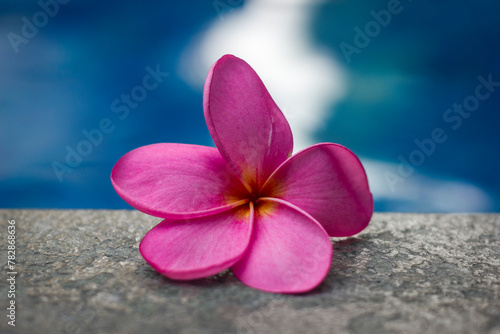 Plumeria flowers side of the pool  close up with selective focus  bokeh