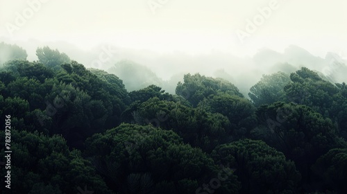 A dense, foggy forest with the dark silhouettes of bushy tree canopies contrasted against a pale white sky.  photo