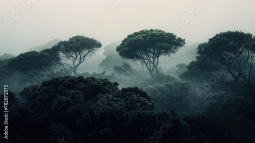 A dense, foggy forest with the dark silhouettes of bushy tree canopies contrasted against a pale white sky. photo