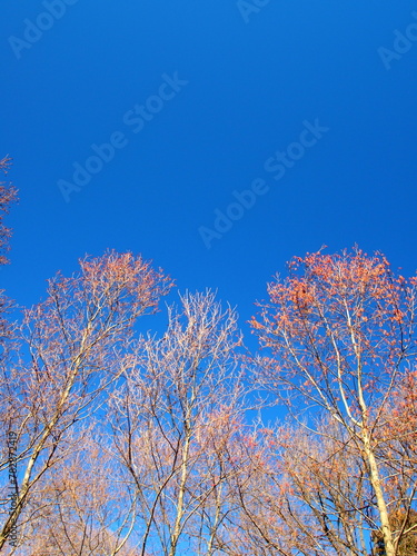 冬の公園の枯木と青空風景