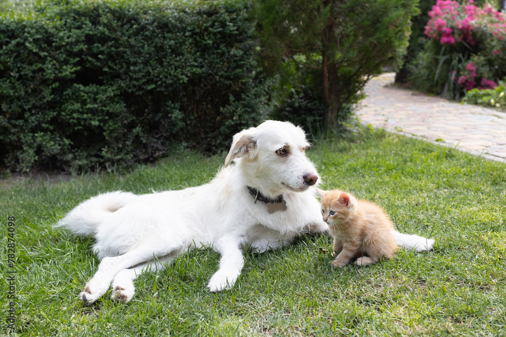 large white dog lies on the grass, a small red kitten sits next to him