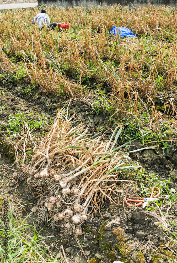 Obraz premium Many bundles of harvested ripe garlic heads with stems and roots lie in a row on the field in Yunlin County, Taiwan.