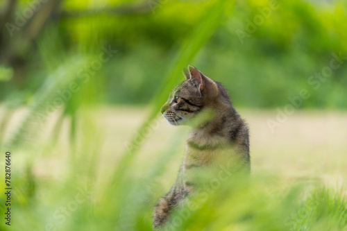 cat in the grass, looking to the left