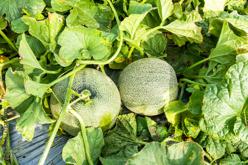 Freshly harvested cantaloupes are placed in farmland in Yunlin, Taiwan.