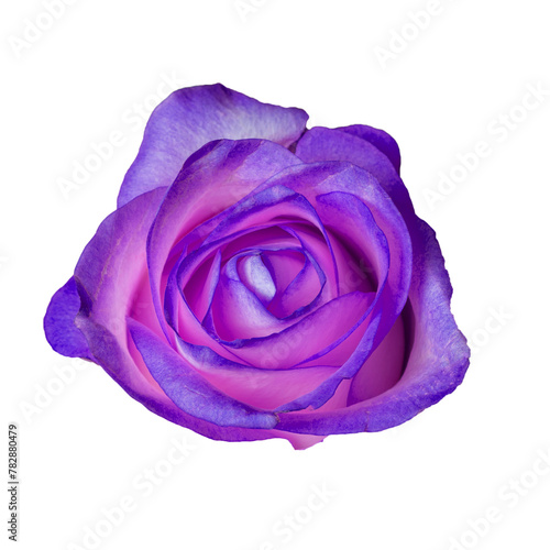 Isolated purple rose on a white background	