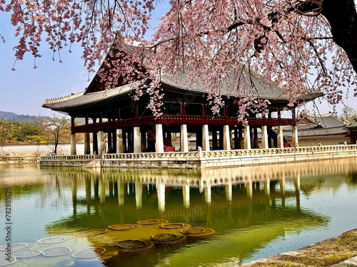 Photography Korean Palace in the cheery blossom in the middle of the lake