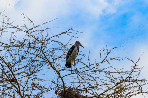 Marabou stork (Leptoptilos crumeniferus) on a tree photo