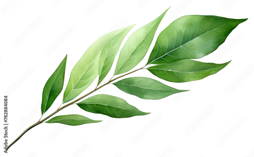 Obraz premium PNG Leaf plant herbs white background.