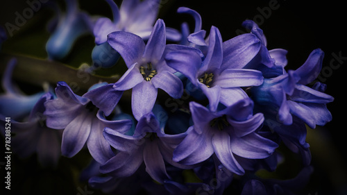 blue iris flower © Grzegorz