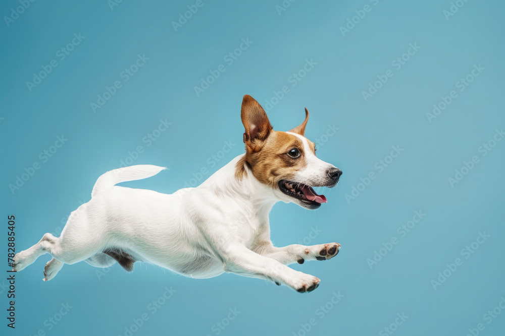 Joyful dog jumping against blue backdrop. Funny pet