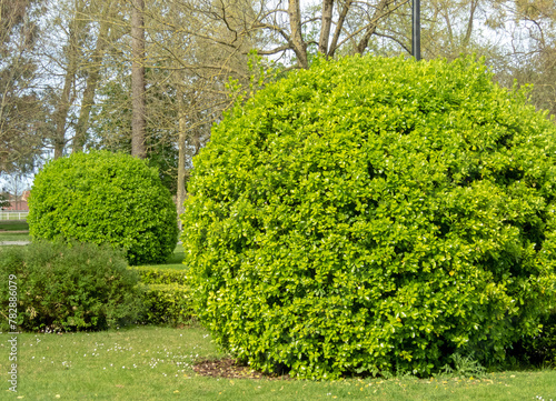 Evergreen spindle or japanese spindle or euonymus japonicus  globe form pruned plants. © photohampster