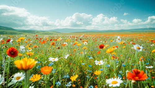 A vibrant wildflower meadow under a blue sky with scattered clouds  showcasing nature s colorful springtime bloom.