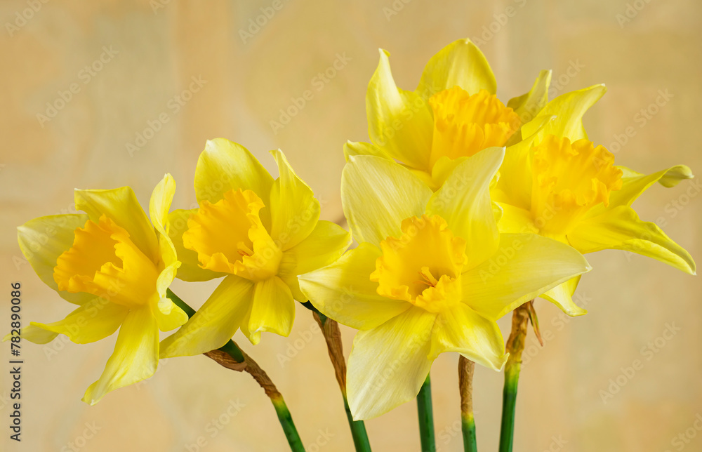 Obraz premium Yellow daffodils on a blurred warm background.