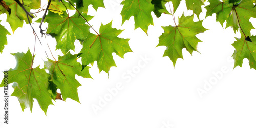 PNG Maple leaves tree sycamore plant.