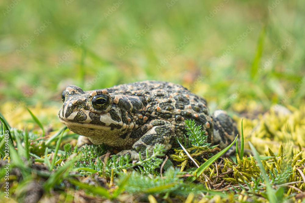 Green Toad Bufotes viridis closeup shot Green Toad Bufotes viridis closeup shot