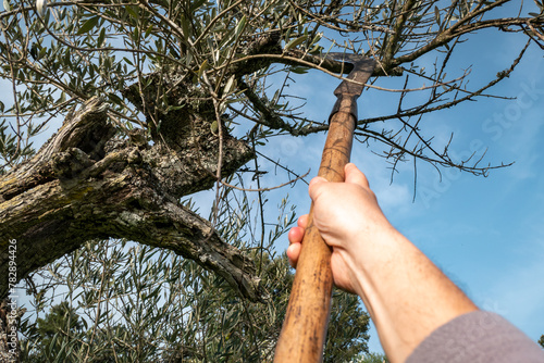 Podando a oliveira: Agricultor de foice a eliminar galhos e chupões das oliveira para fomentar um crescimento saudável e melhorar a colheita photo