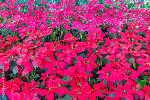 Beautiful Red poinsettia flowers or christmas star in garden for background