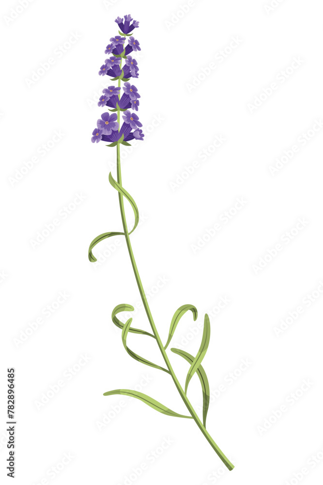 Lavender. Purple lavendar stems and blooms. Rustic trendy greenery flowers. Provence floral plant on white background. Vector cartoon illustration