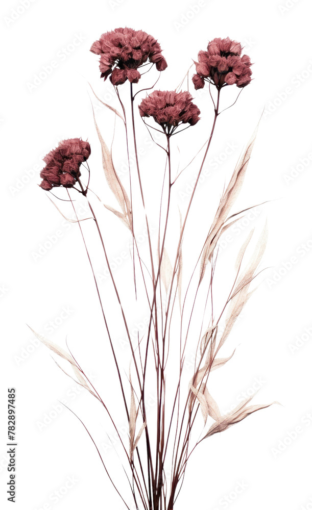 Fototapeta premium PNG Dried flower illustrated carnation blossom.