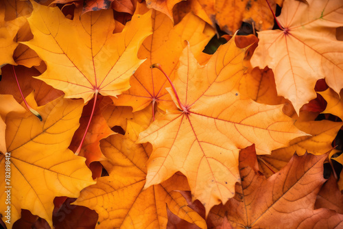 Vibrant Autumn Leaves Texture as Seasonal Background